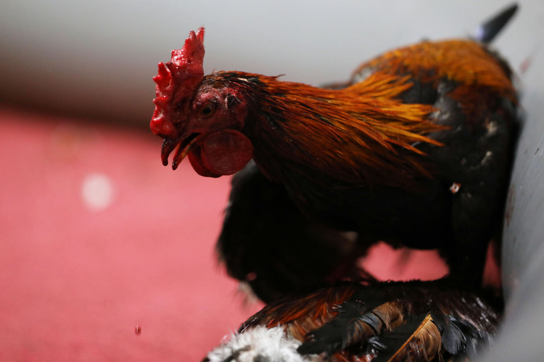 Peleas de gallos